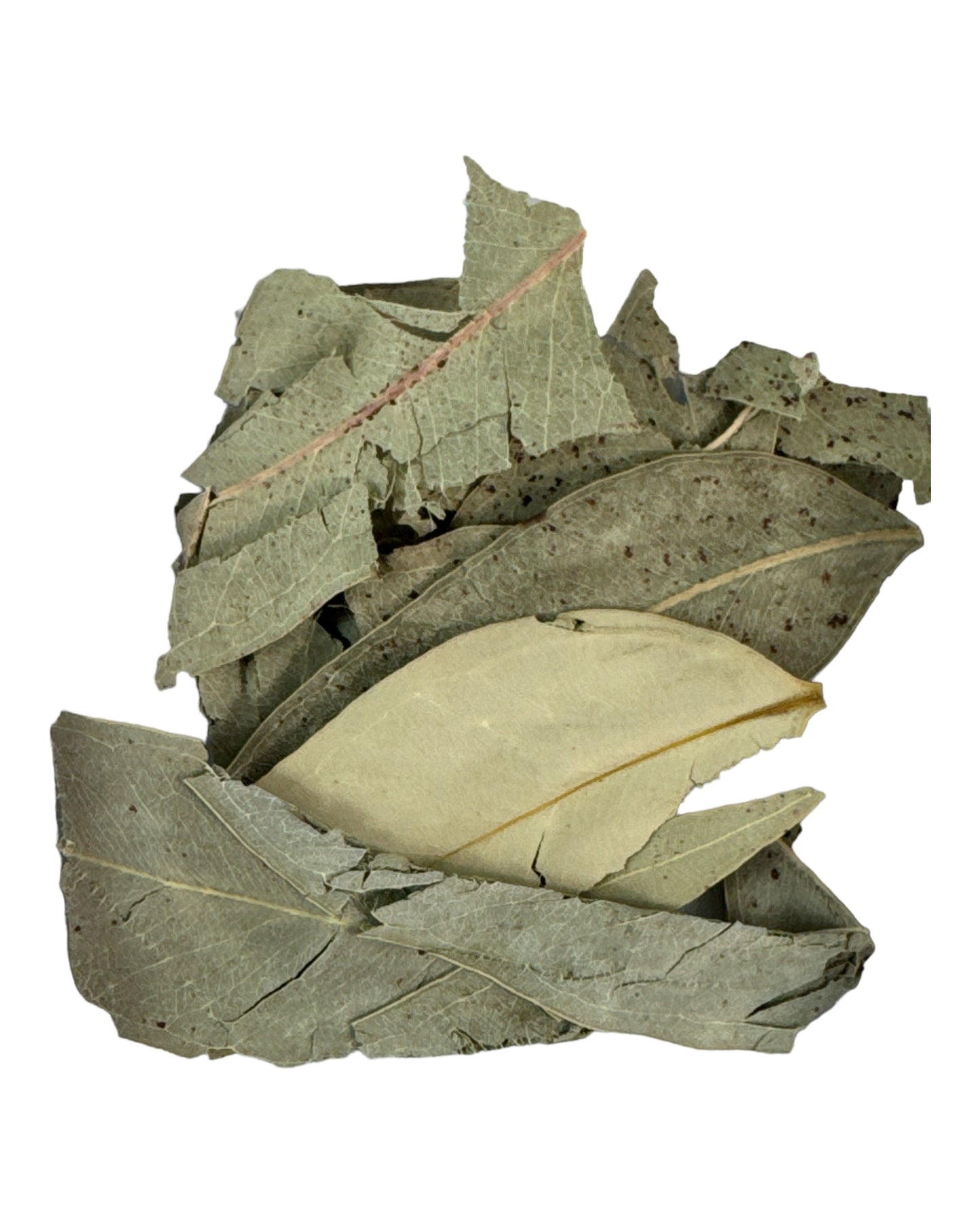 EUCALYPTUS (Protection / Healing) 2.5g