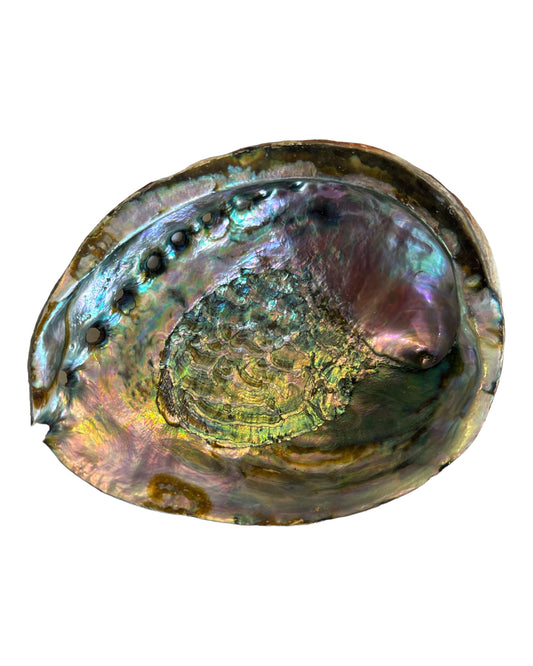 Abalone Shell  (Large)