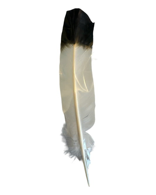 Smudging Feather - Dyed Turkey Feather